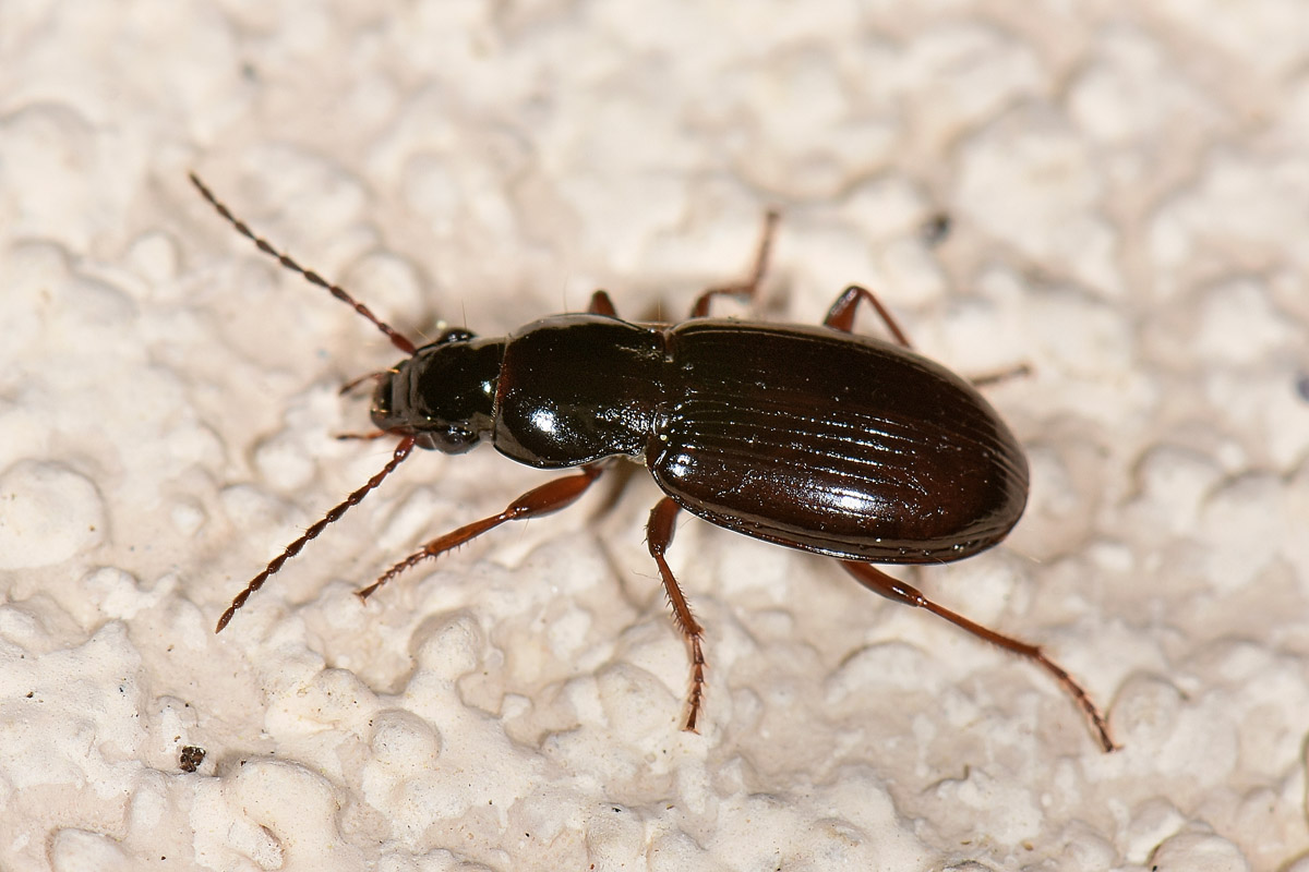 Carabidae da id.: Pterostichus strenuus